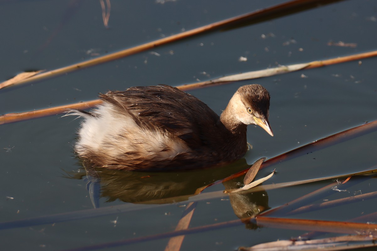 小鸊鷉 - ML646781717