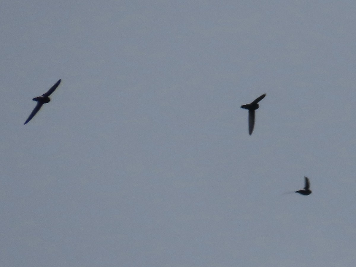 House Swift - ML646781720