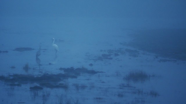 Great Egret - ML646781727