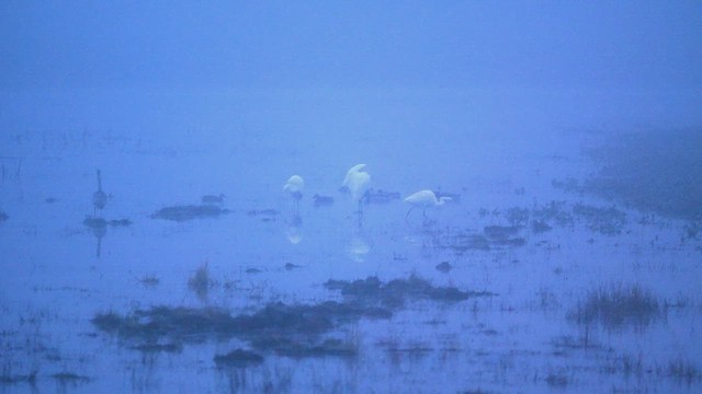 Great Egret - ML646781728