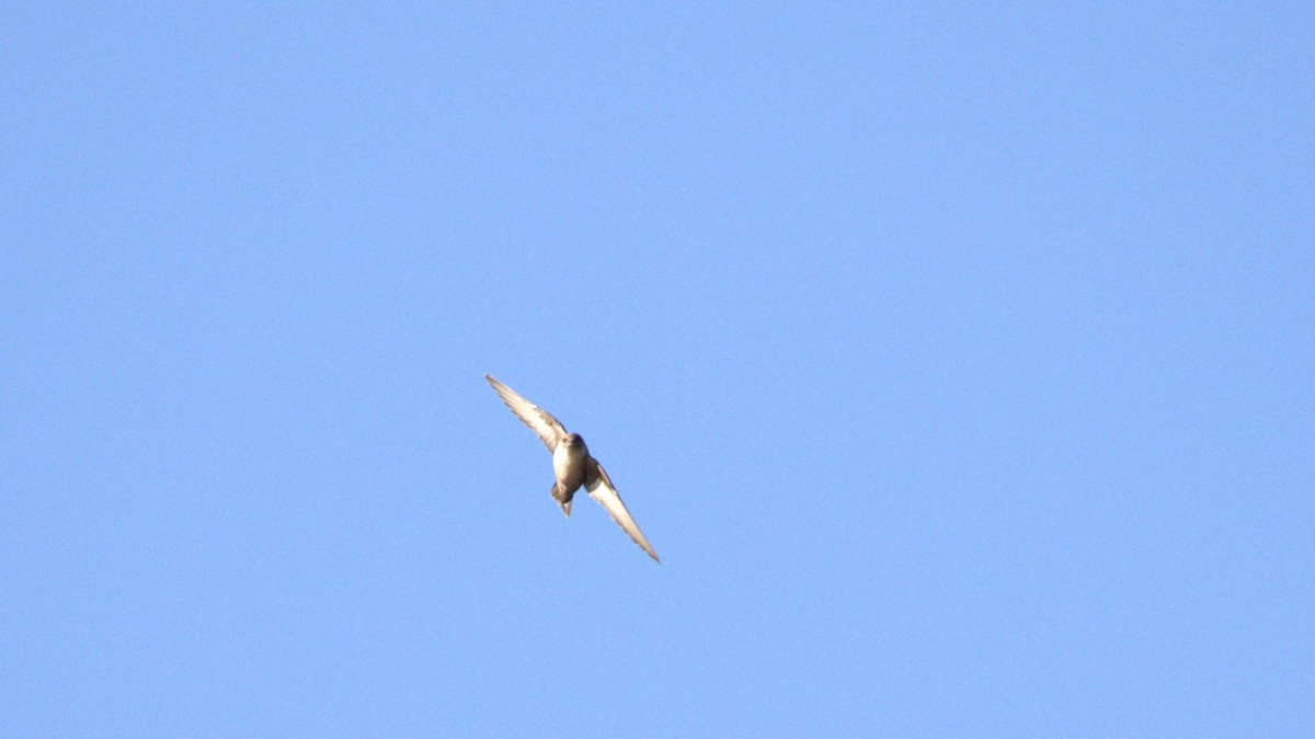 Eurasian Crag-Martin - ML646781729