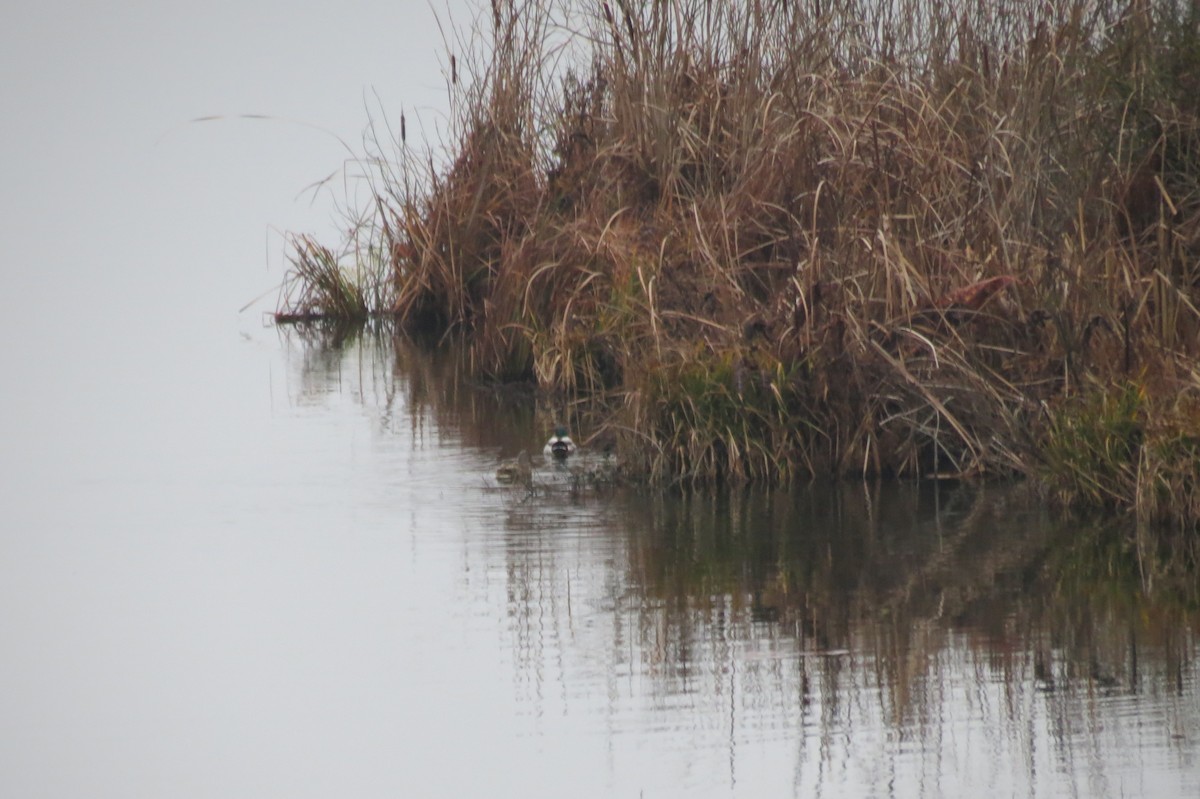 Stockente - ML646781733