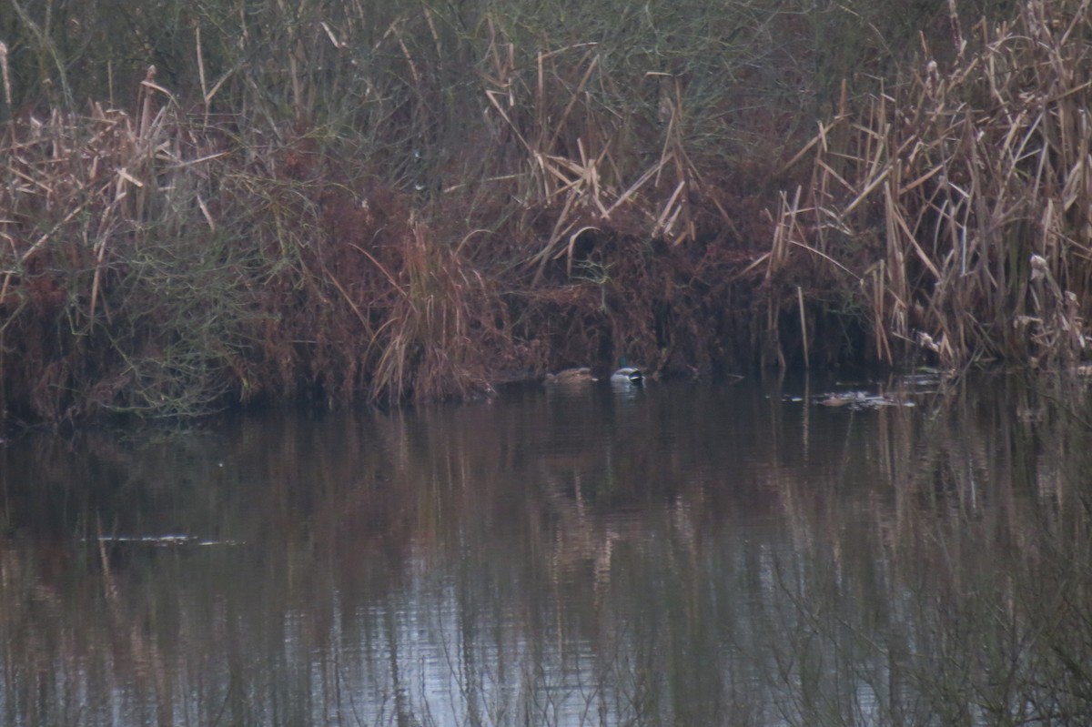 Mallard - ML646781735