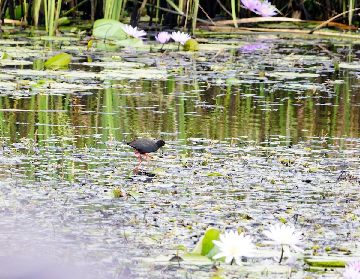 Black Crake - ML646781737
