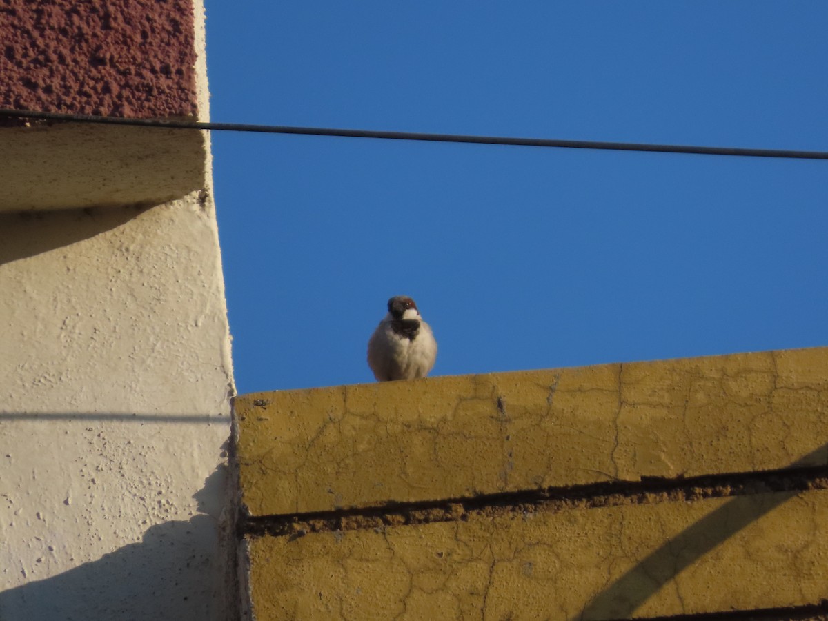 דרור הבית - ML646781746