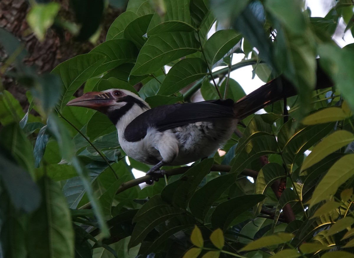 Mindoro Hornbill - ML646781760
