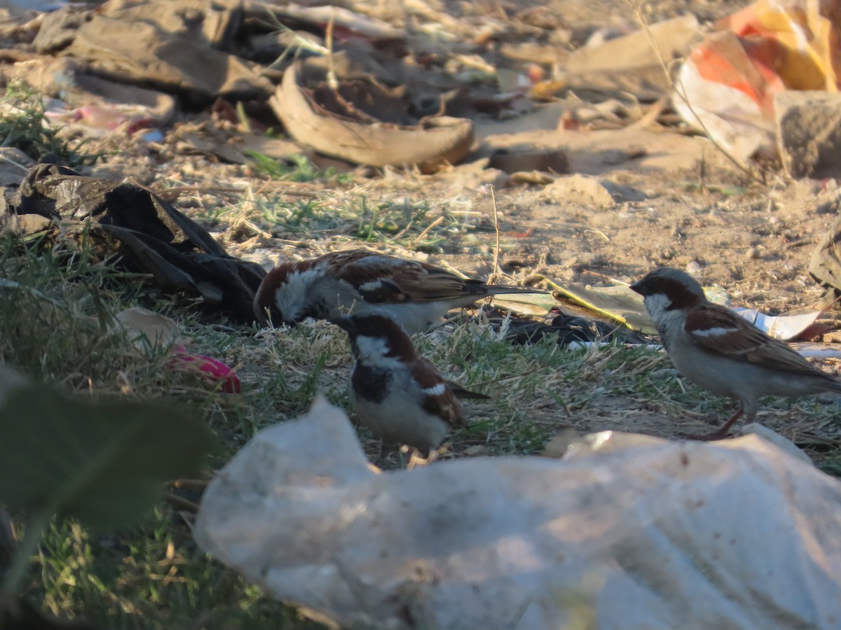 דרור הבית - ML646781769