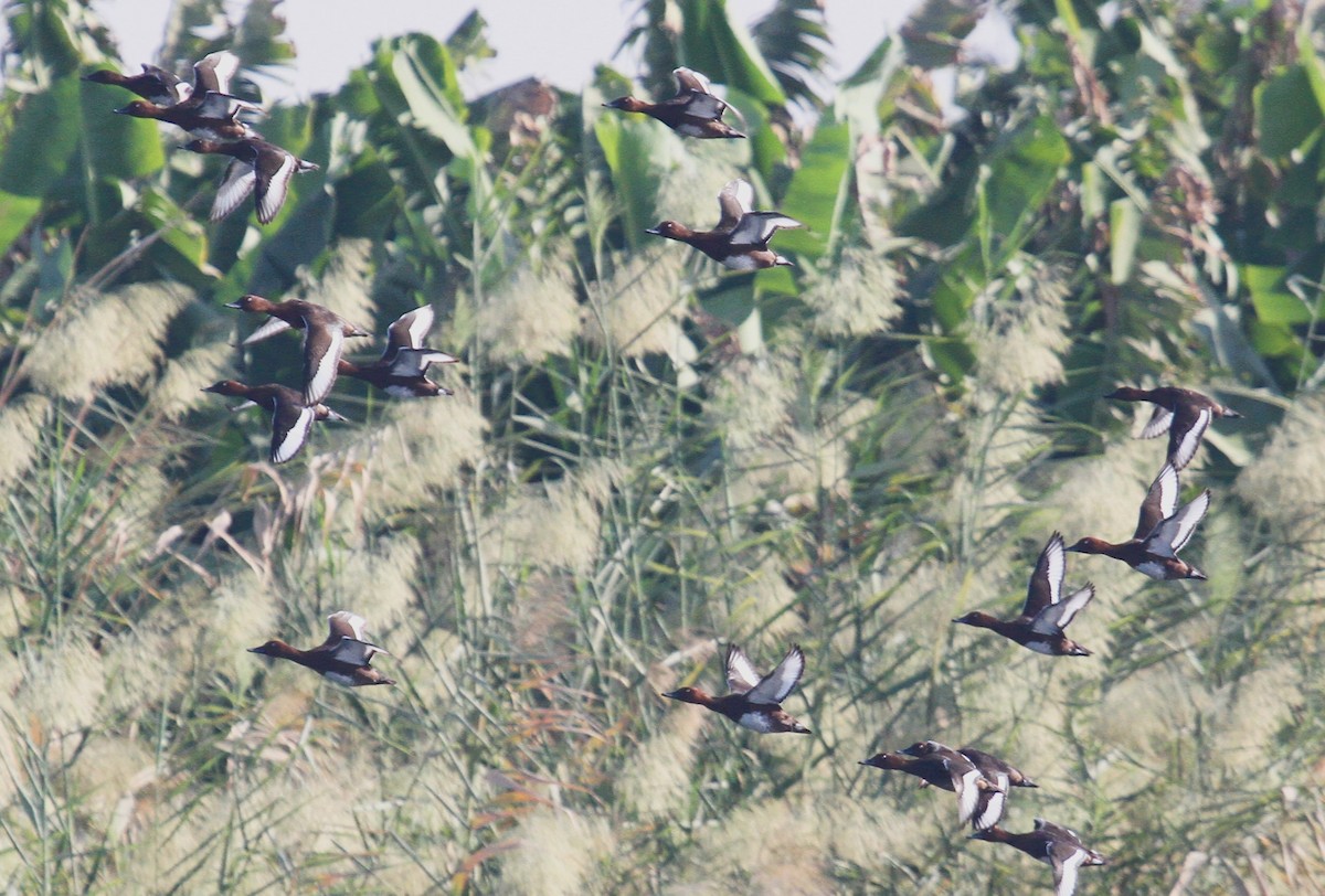 Ferruginous Duck - ML646781770