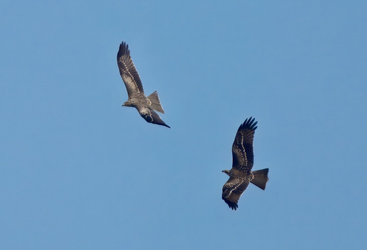 Black Kite - ML646781771