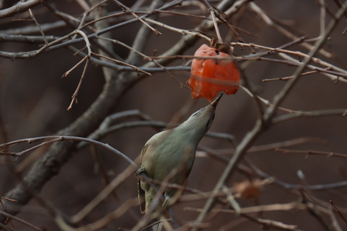 Gray-headed Woodpecker - ML646781772