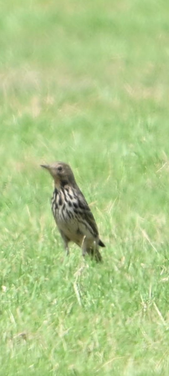 Red-throated Pipit - ML646781773