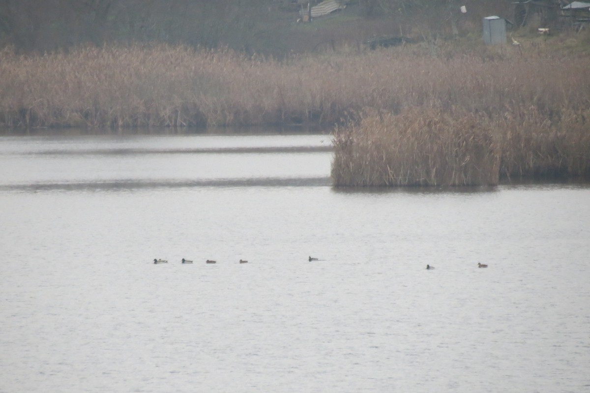 Mallard - ML646781774