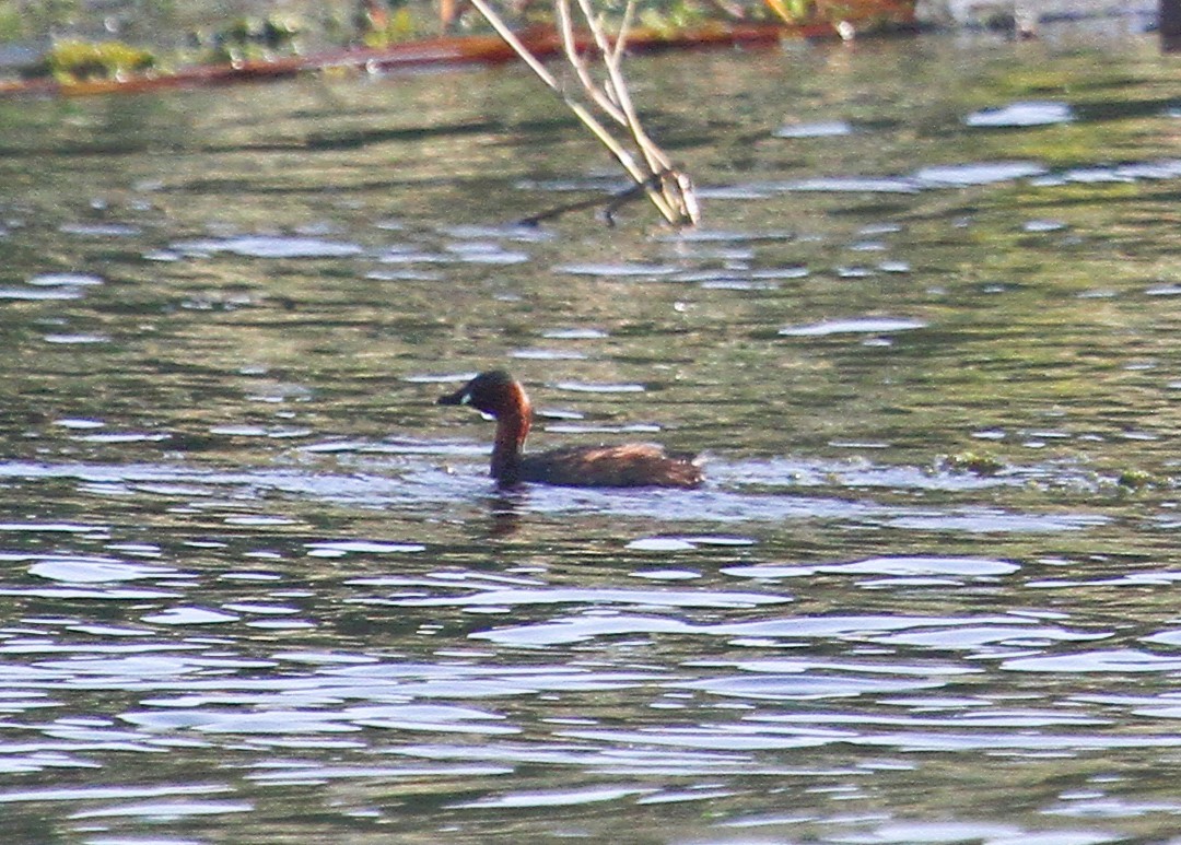 Little Grebe - ML646781775