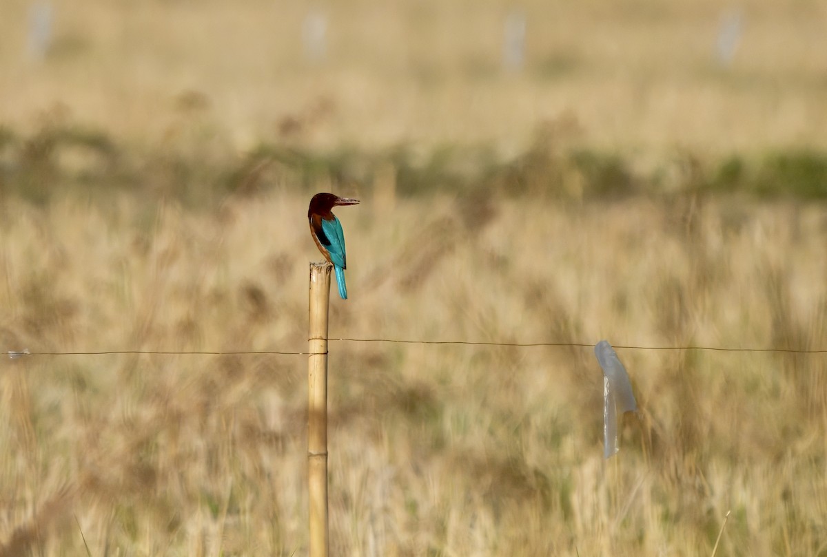 White-throated Kingfisher - ML646781776