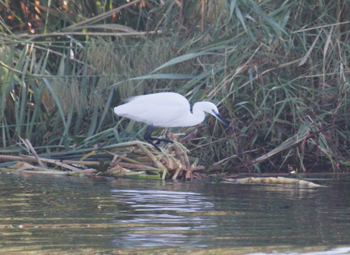 Little Egret/Western Reef-Heron - ML646781777