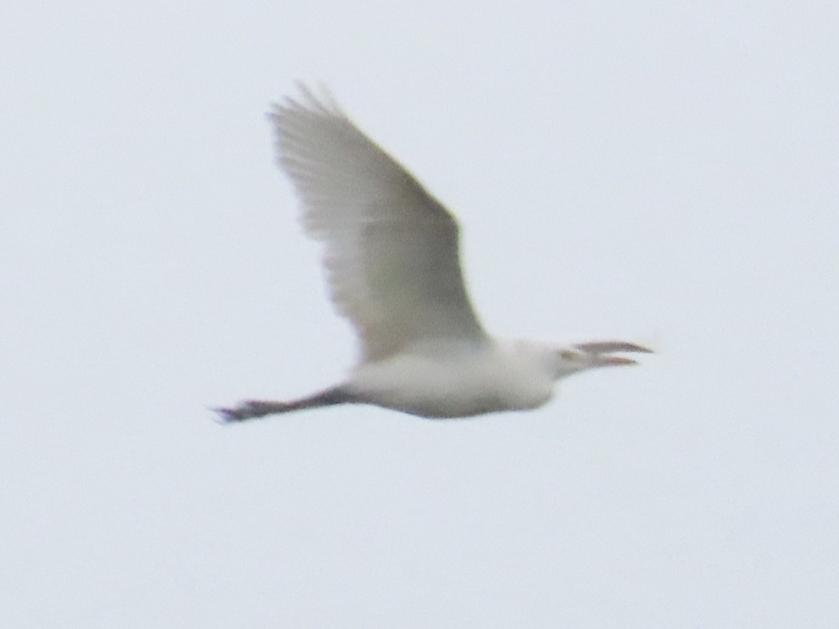 Eastern Cattle-Egret - ML646781778
