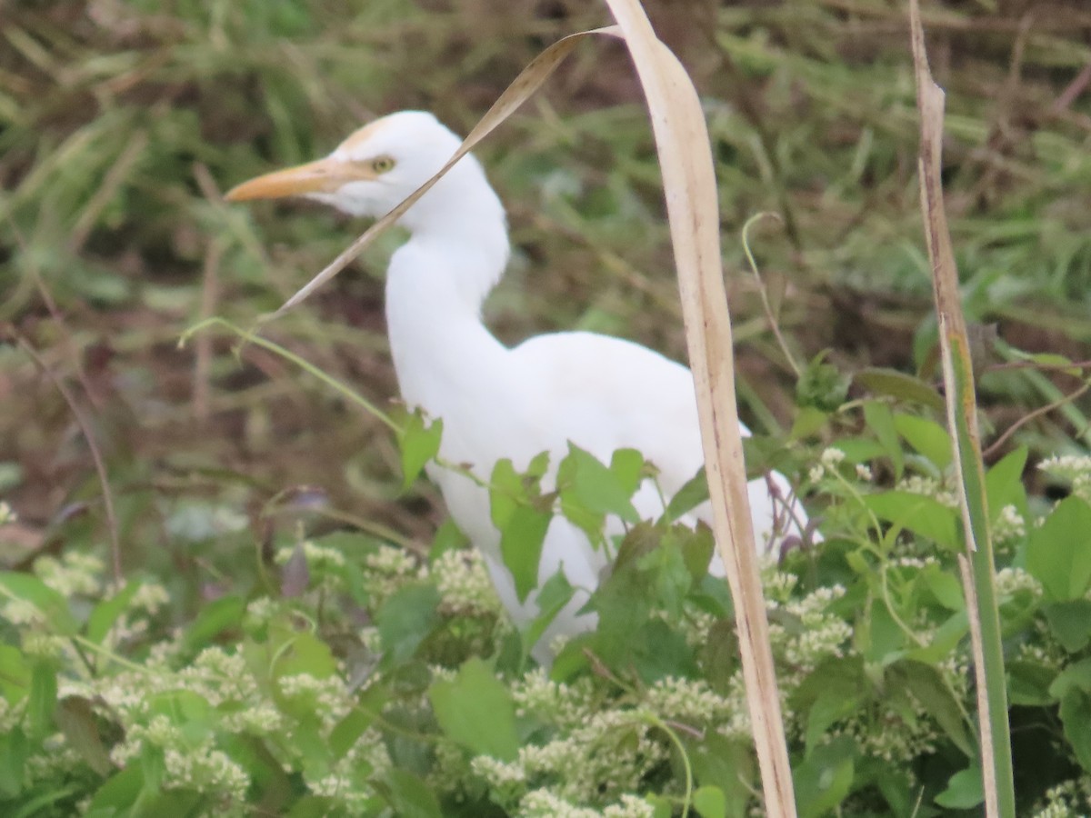 Eastern Cattle-Egret - ML646781779