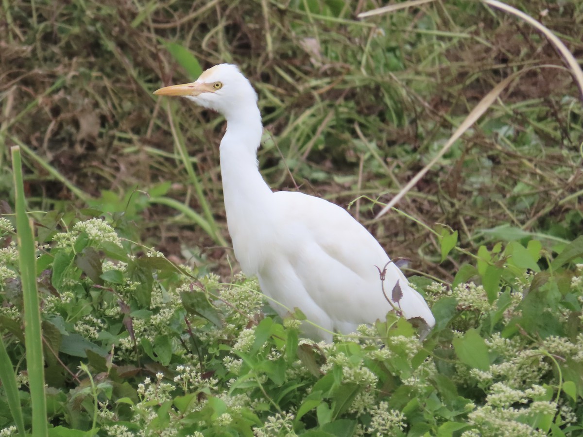 Eastern Cattle-Egret - ML646781780