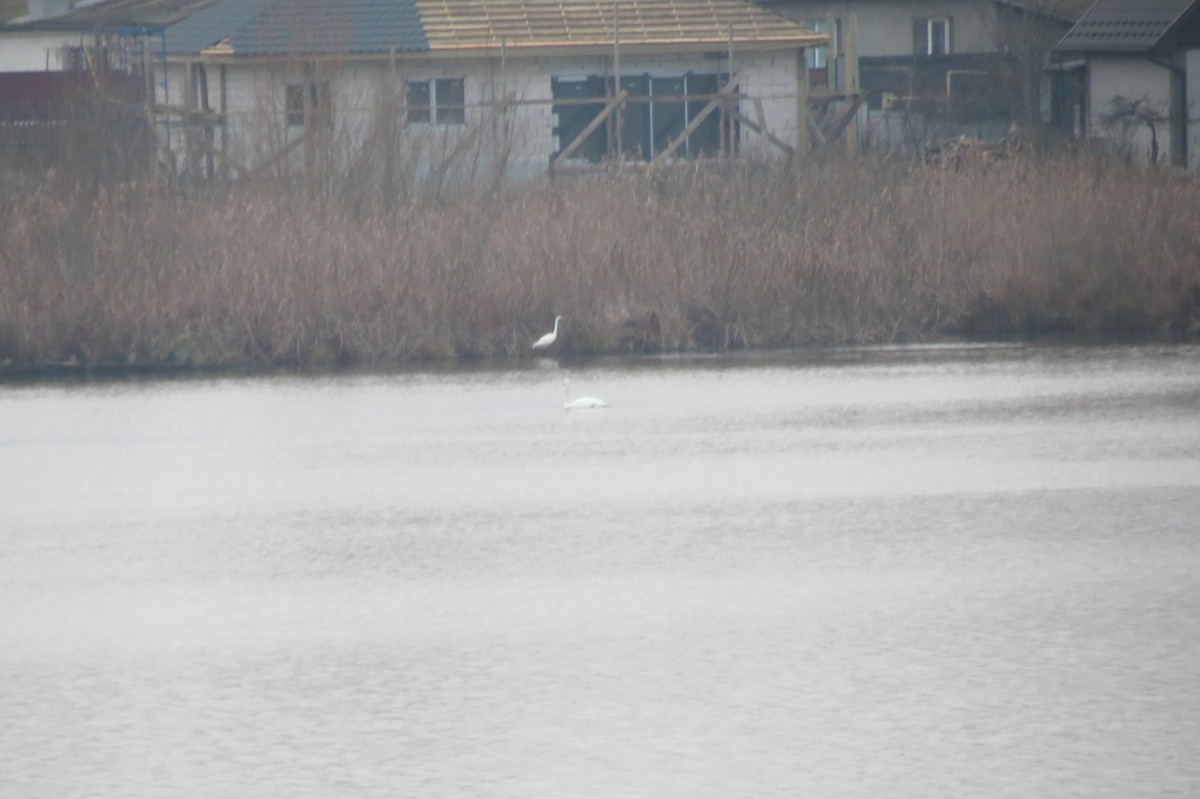 Great Egret - ML646781781