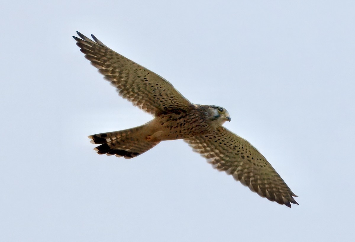 Eurasian Kestrel - ML646781782