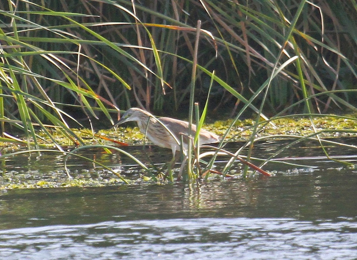 Squacco Heron - ML646781783