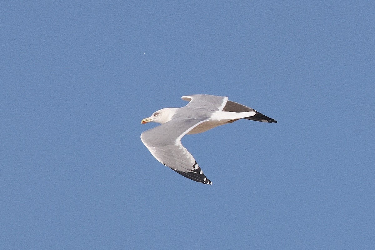Yellow-legged Gull - ML646781784