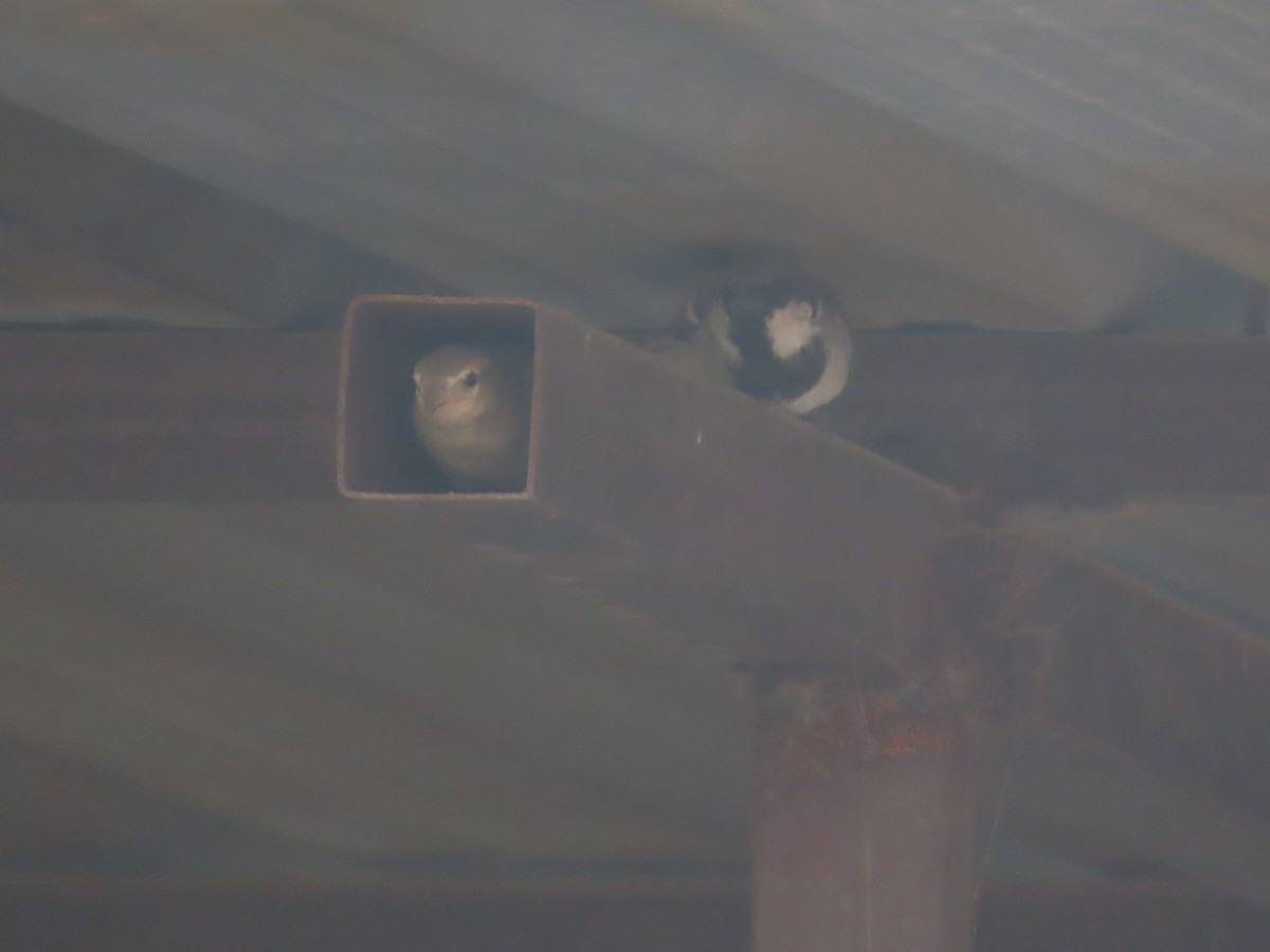 House Sparrow - ML646781785