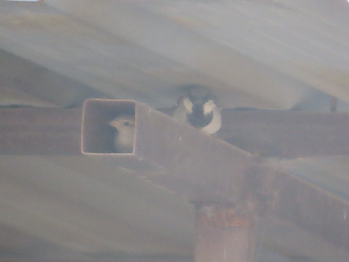 House Sparrow - ML646781786