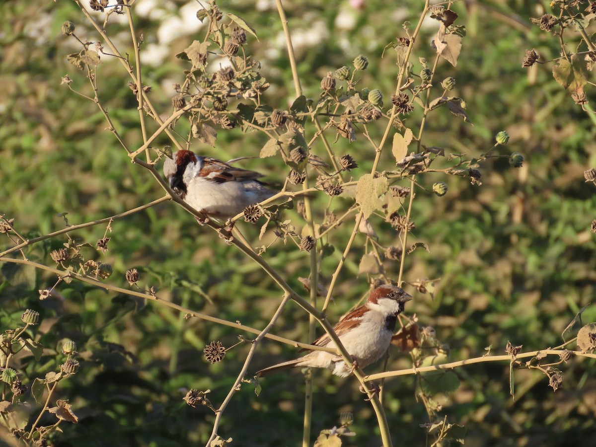 House Sparrow - ML646781787
