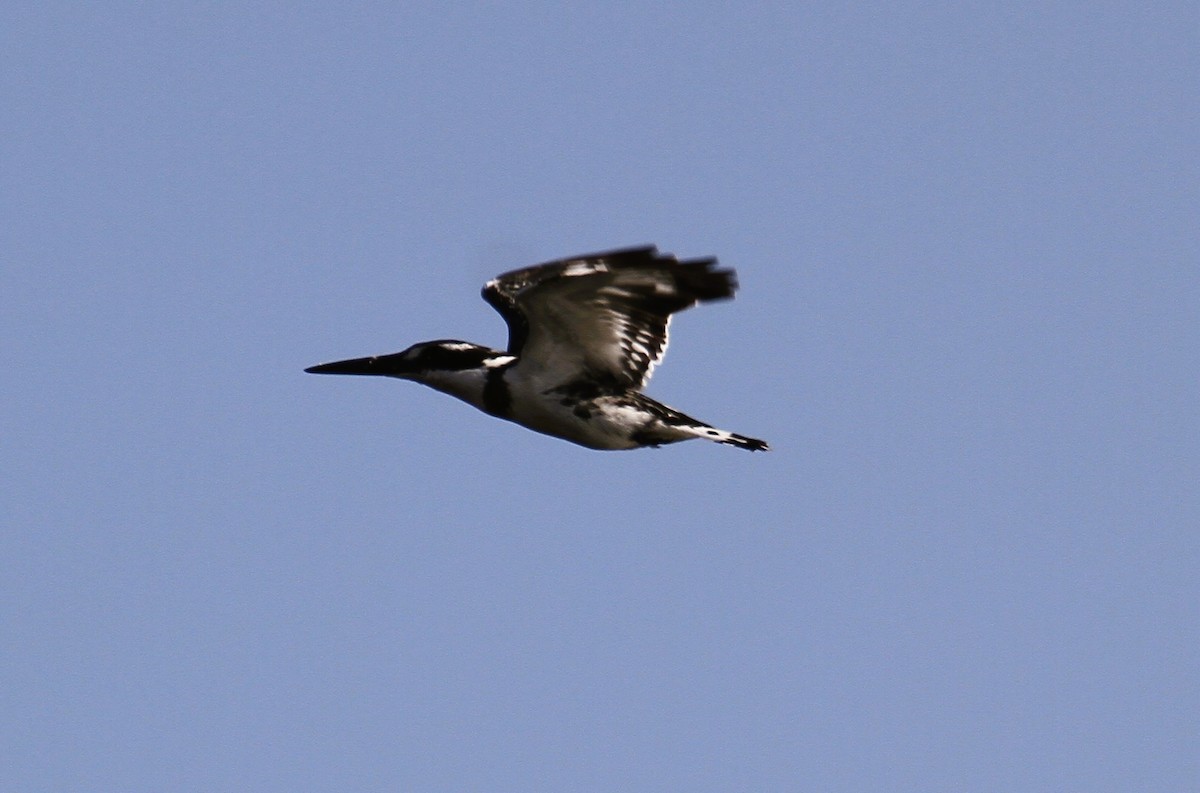 Pied Kingfisher - ML646781788