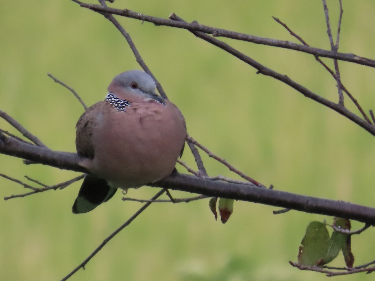 Spotted Dove - ML646781789