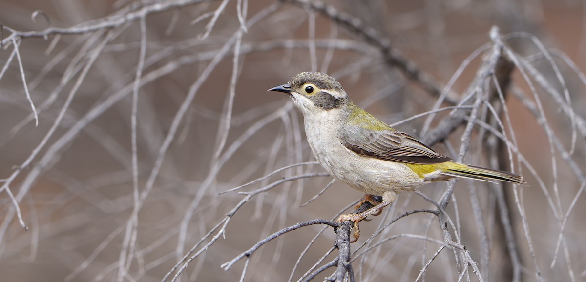Brown-headed Honeyeater - ML646781790