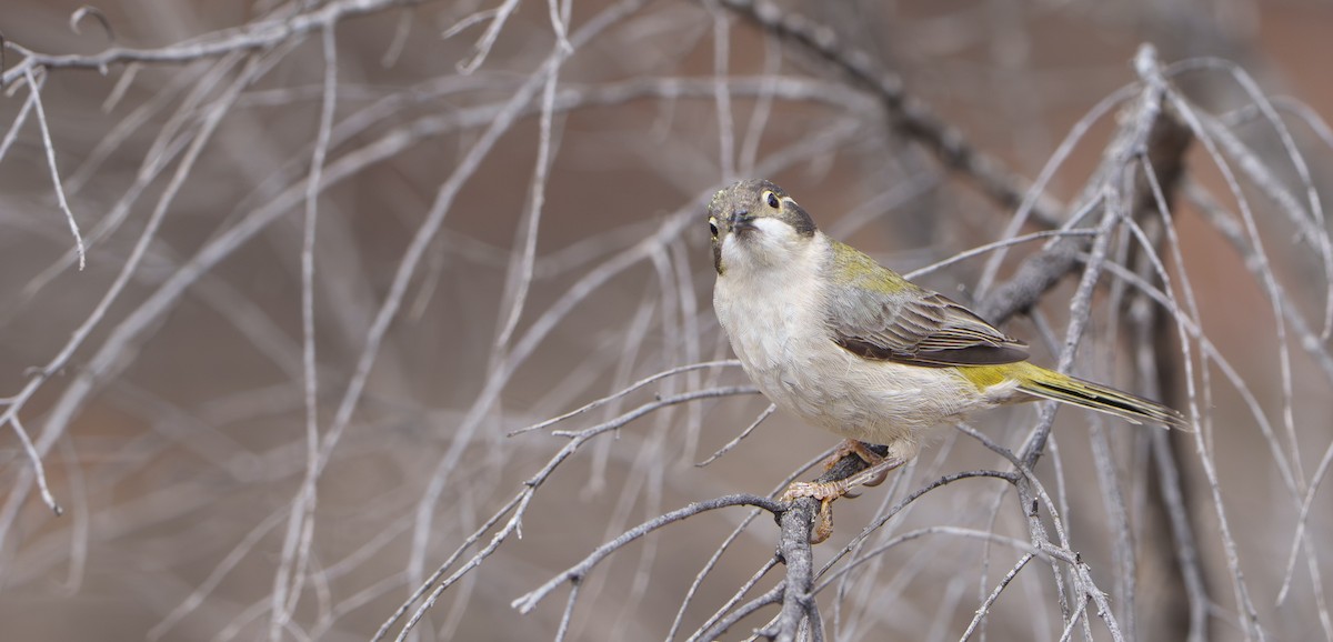 Brown-headed Honeyeater - ML646781791