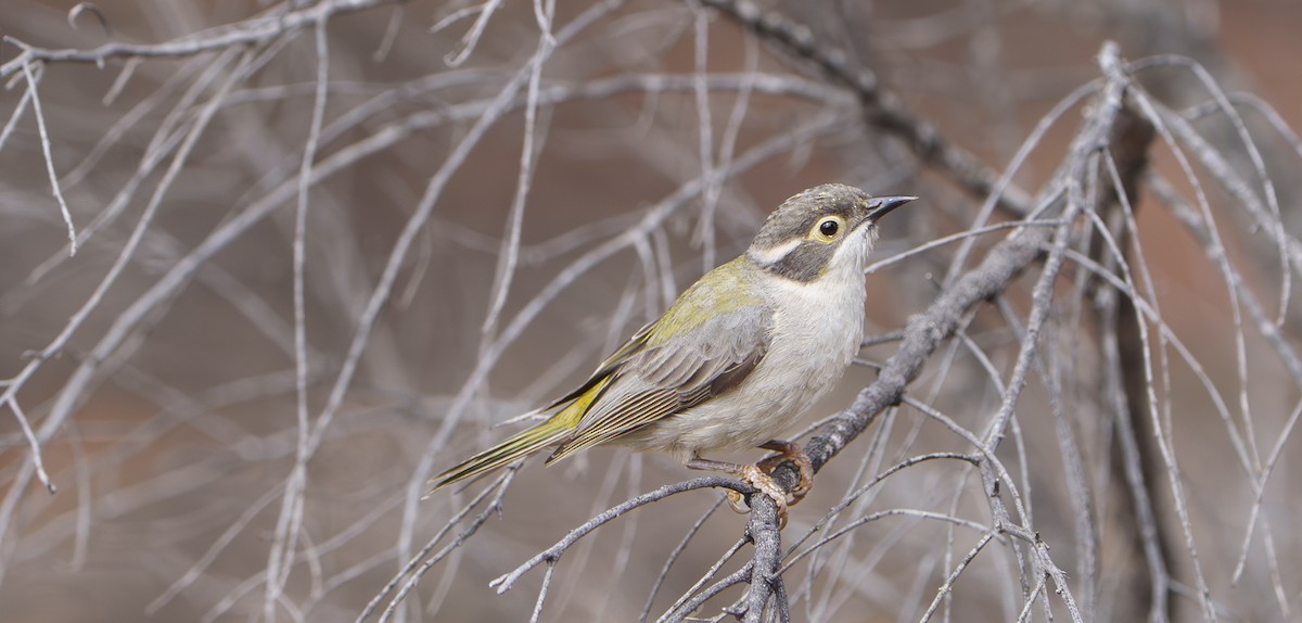 Brown-headed Honeyeater - ML646781792
