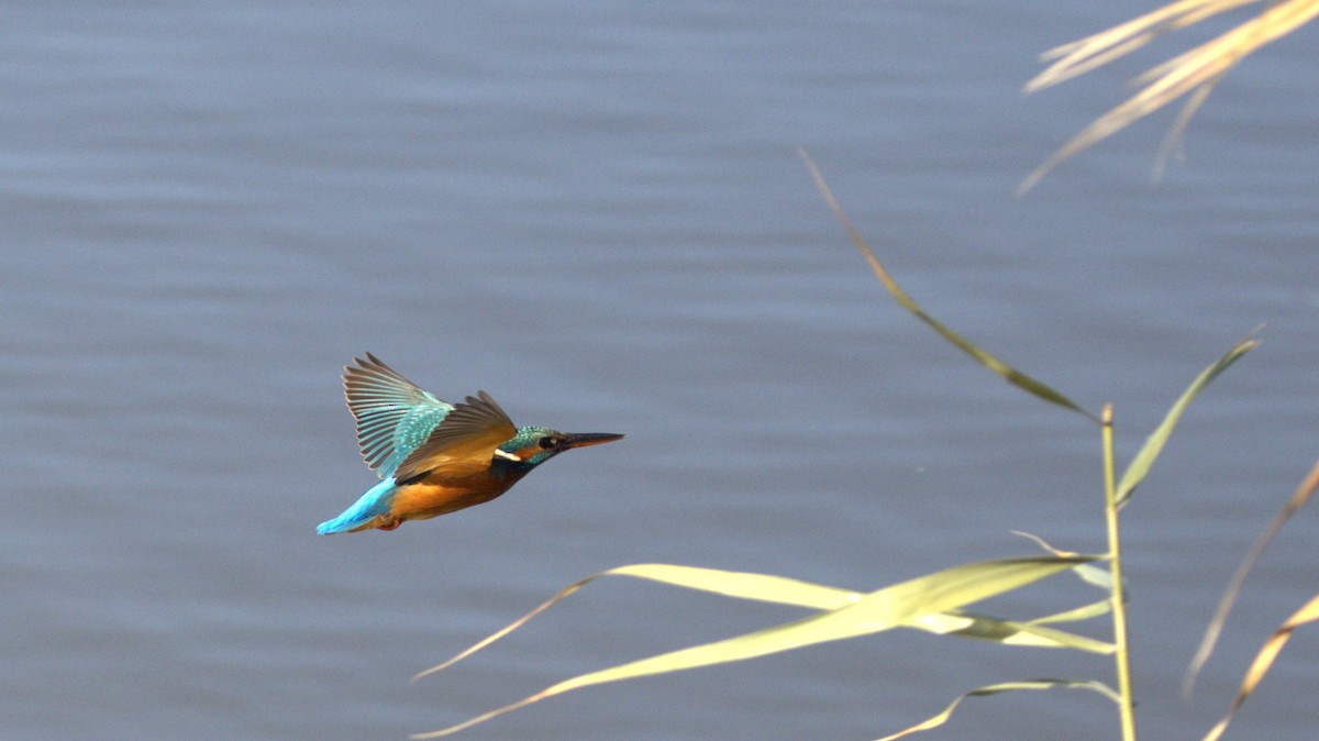 Common Kingfisher - ML646781793