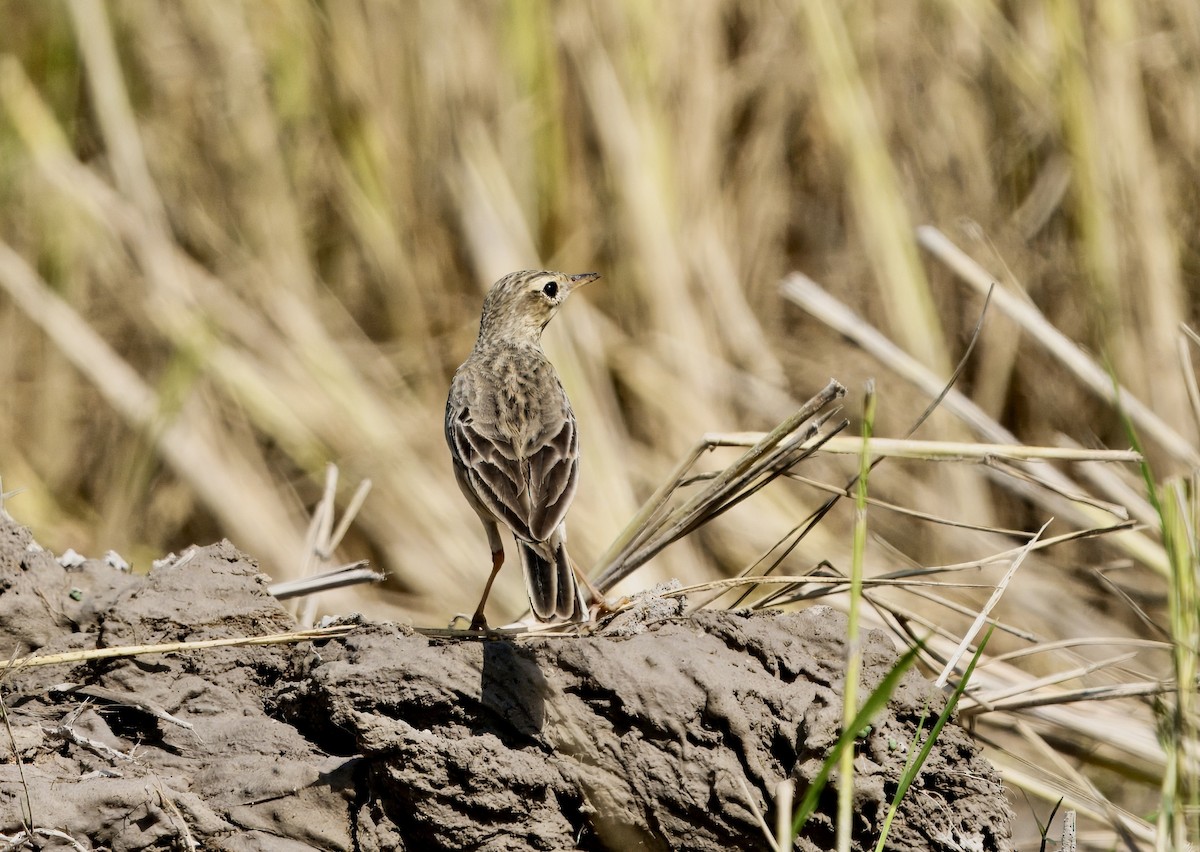 Paddyfield Pipit - ML646781798
