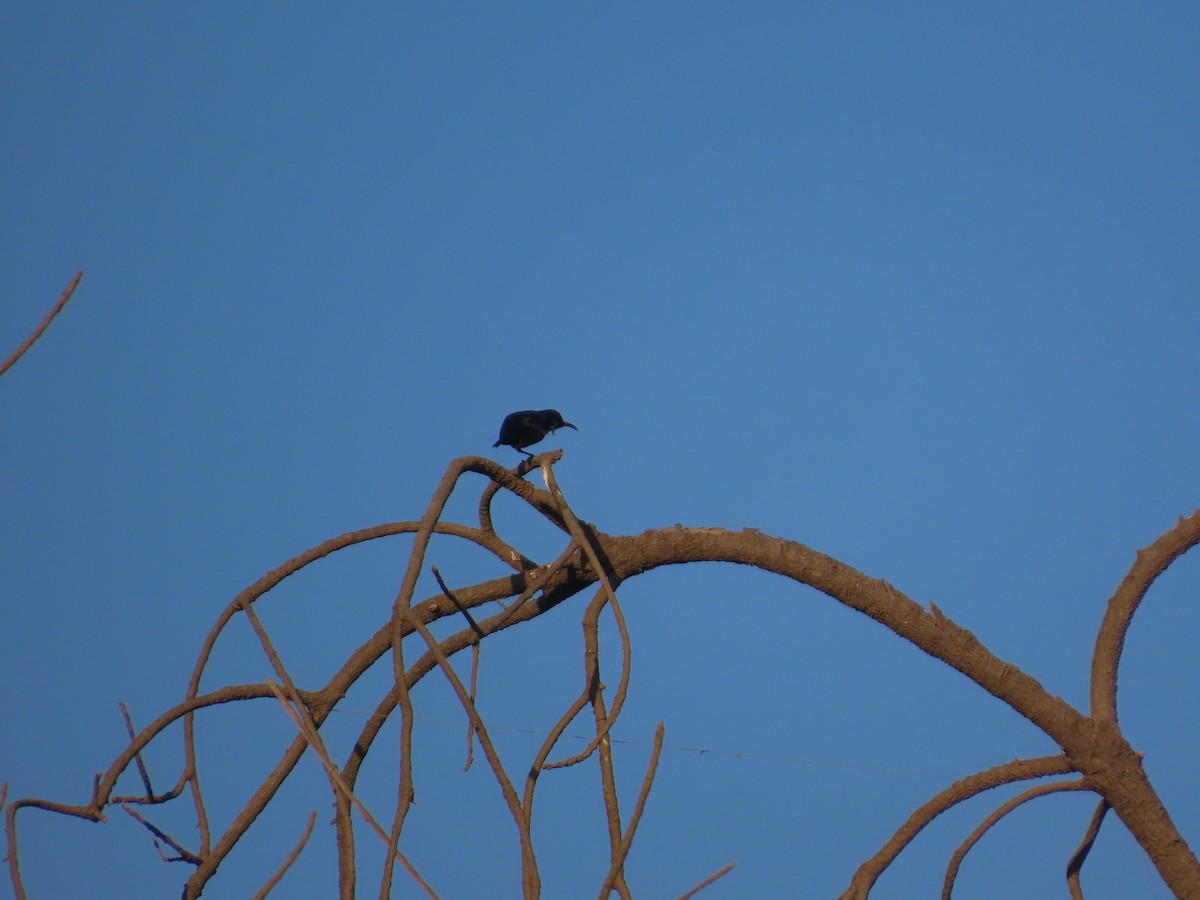 Purple Sunbird - ML646781799