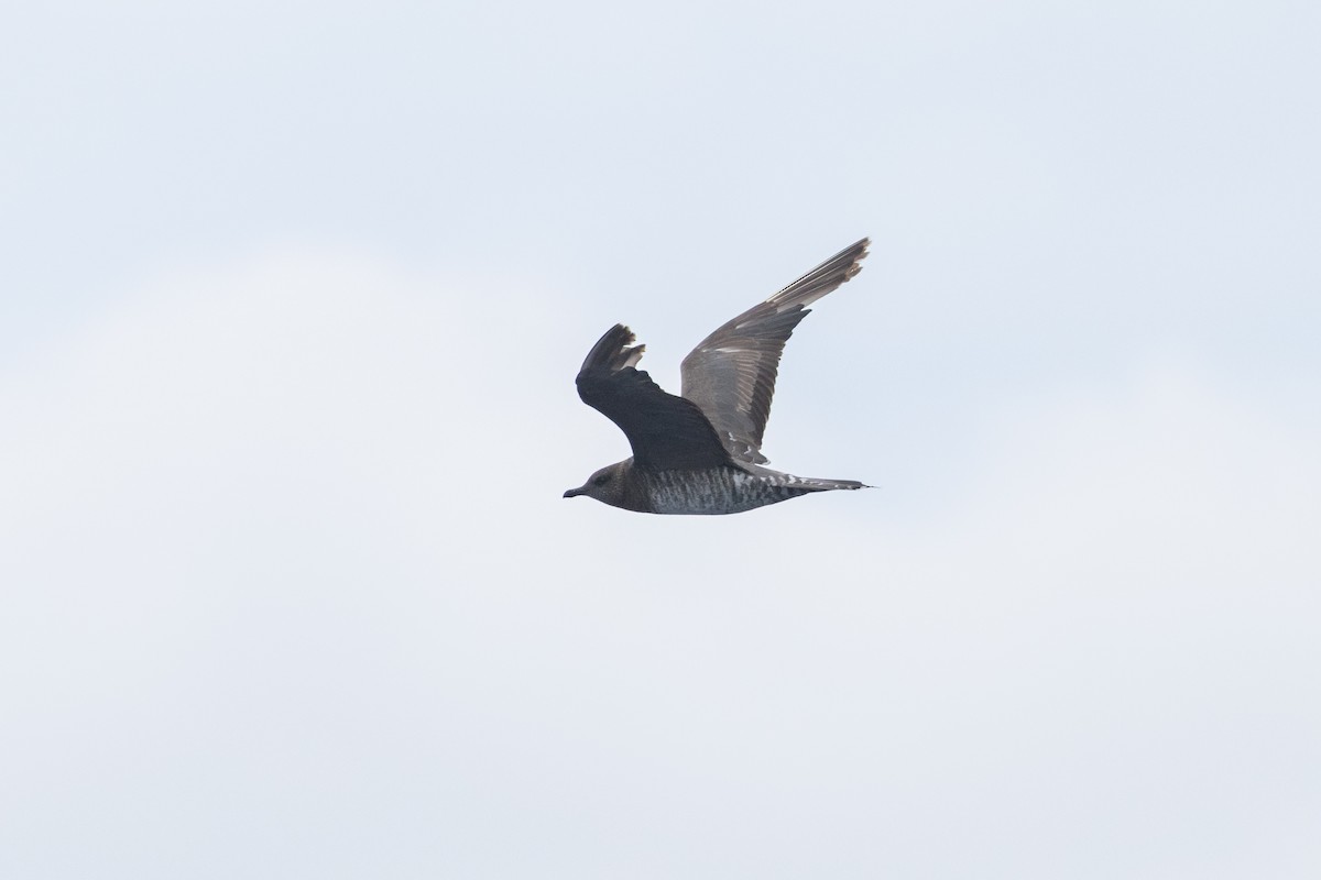 Long-tailed Jaeger - ML646781800