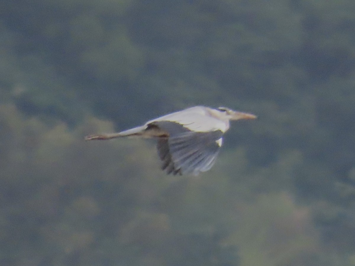 Gray Heron - ML646781801