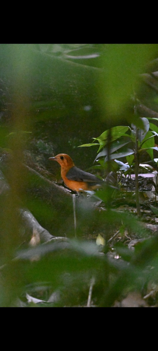 Orange-headed Thrush - ML646781802
