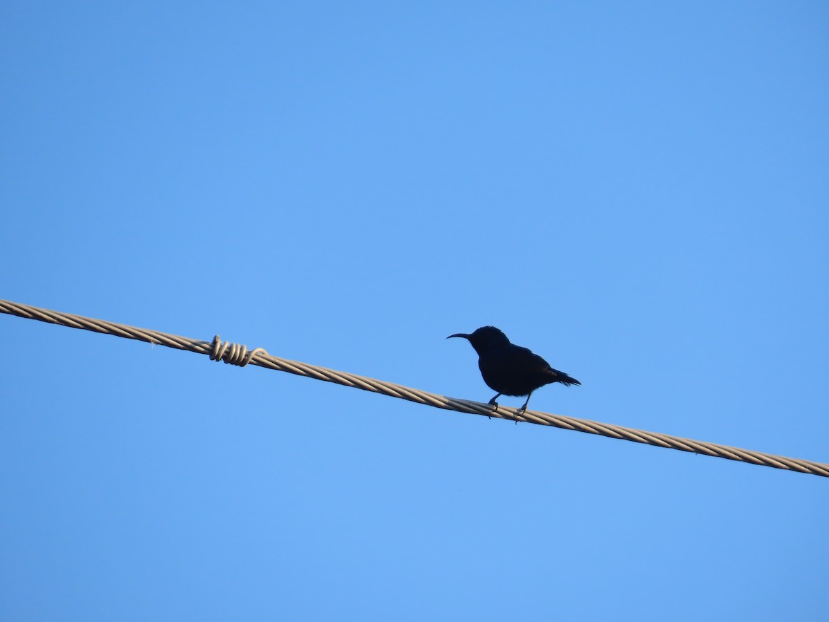 Purple Sunbird - ML646781803