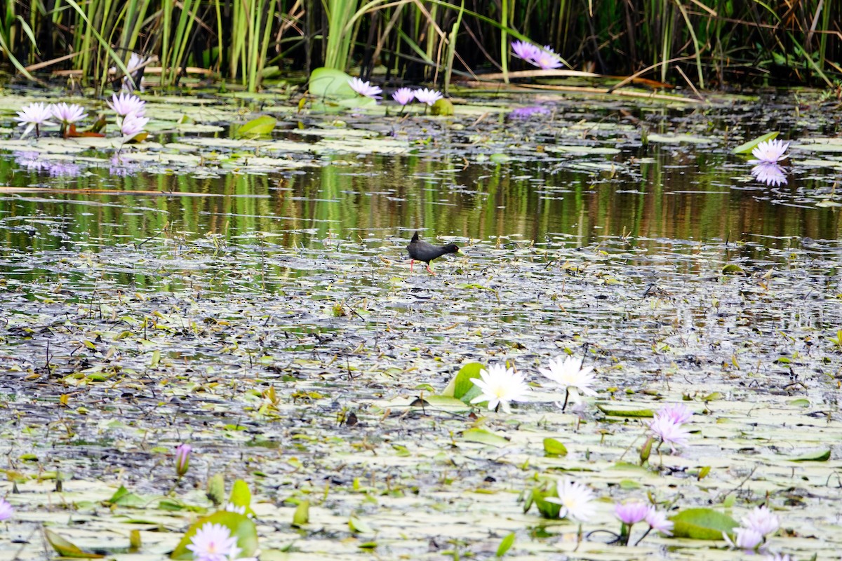 Black Crake - ML646781804