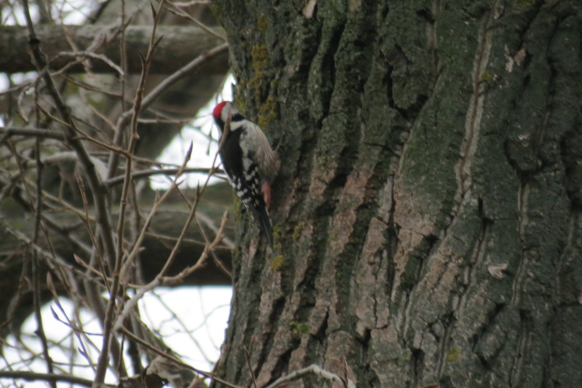 Middle Spotted Woodpecker - ML646781807