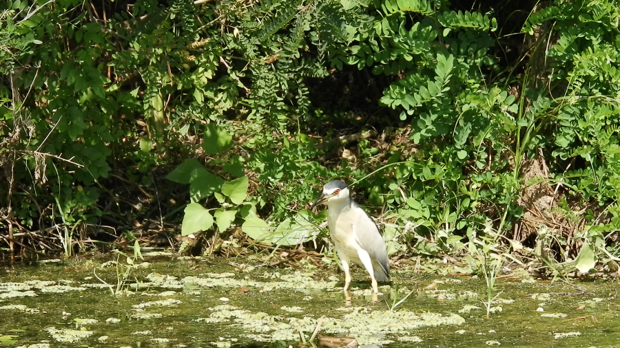 Кваква - ML646781809