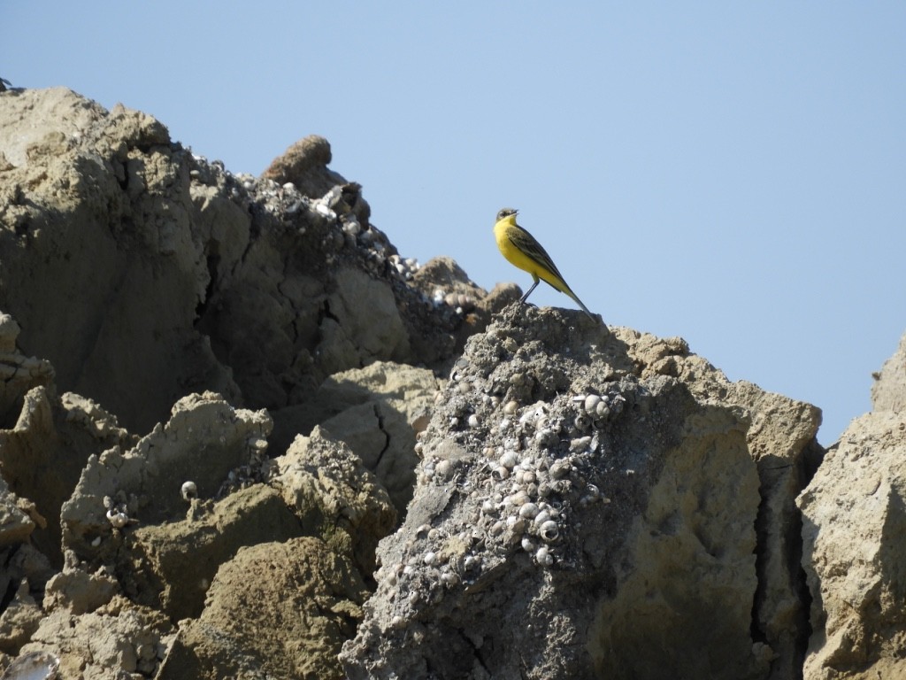 Жёлтая трясогузка - ML646781818