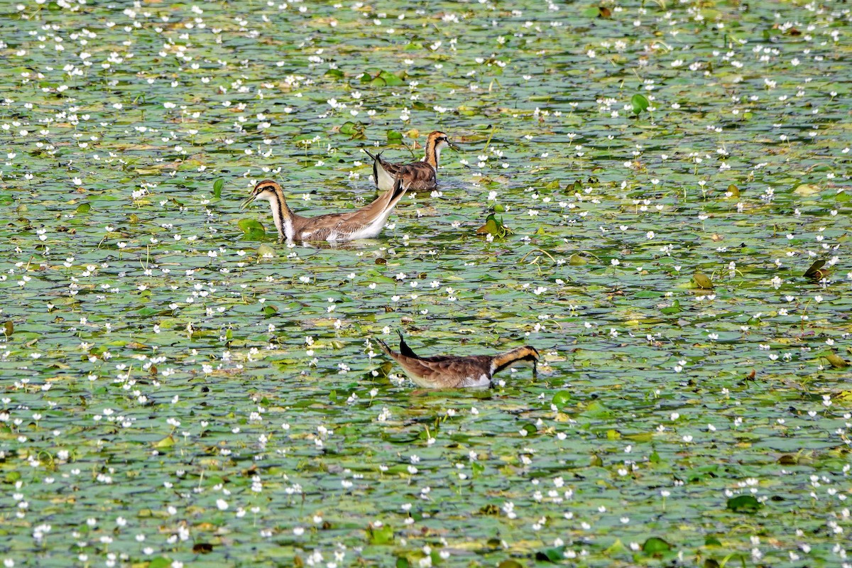 Pheasant-tailed Jacana - ML646781822
