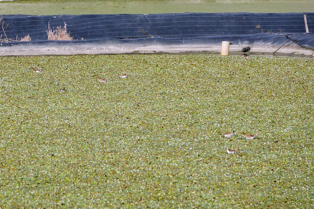 Pheasant-tailed Jacana - ML646781823