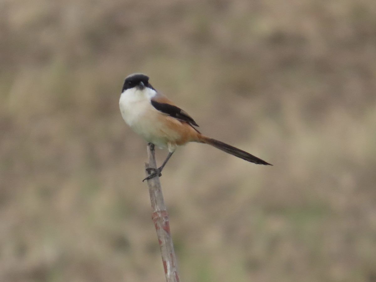 Long-tailed Shrike - ML646781824