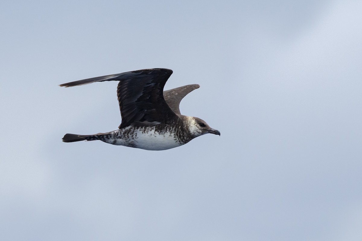 Pomarine Jaeger - ML646781825