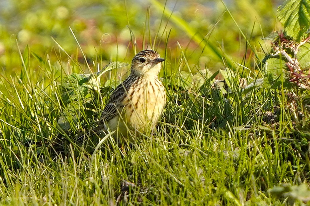 Yellowish Pipit - ML646781826